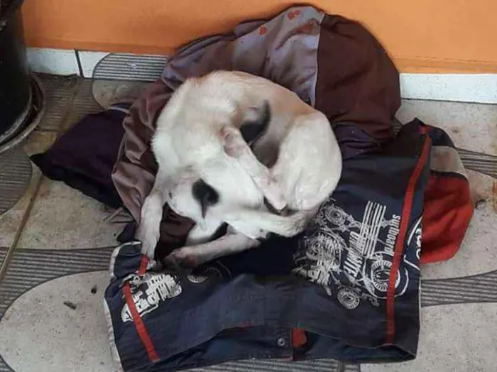 Cachorro ra a Vira Lata idade 2 a 6 meses nome Isis
