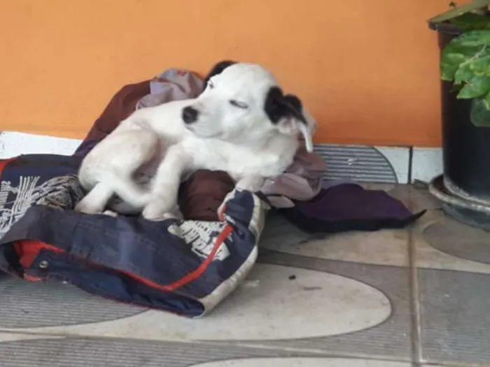 Cachorro ra a Vira Lata idade 2 a 6 meses nome Isis