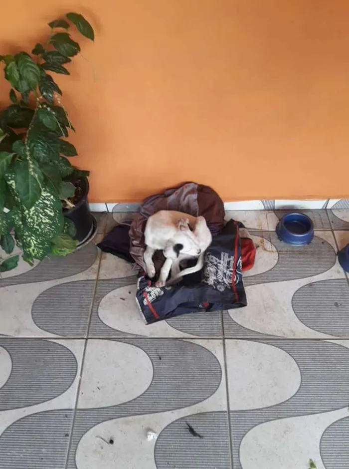 Cachorro ra a Vira Lata idade 2 a 6 meses nome Isis