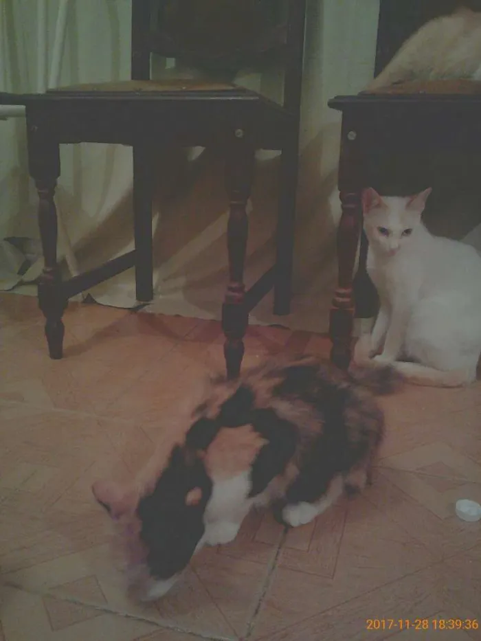 Gato raça Normal idade 1 ano nome Piziquinho