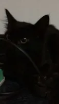 Fúria da Noite
