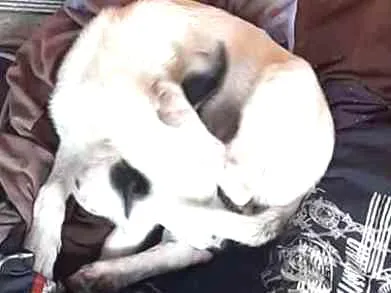 Cachorro ra a Vira Lata idade 2 a 6 meses nome Isis