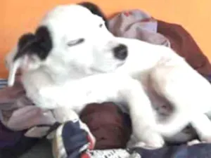 Cachorro raça Vira Lata idade 2 a 6 meses nome Isis
