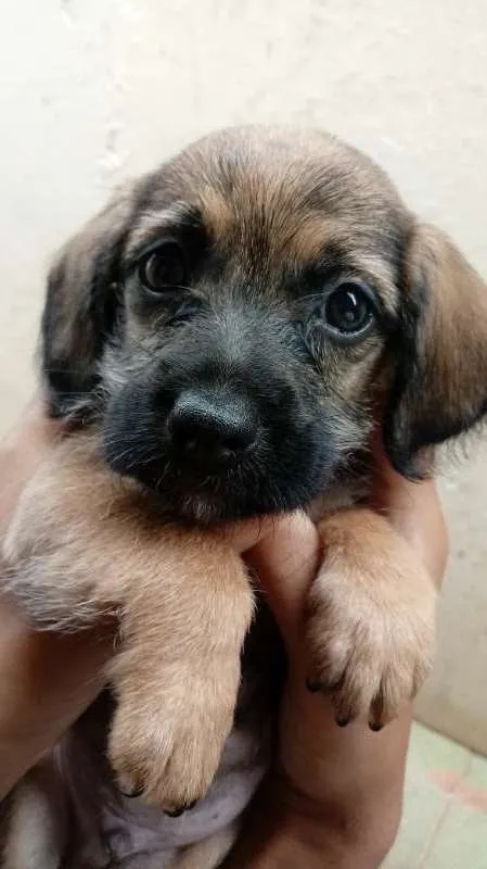Cachorro ra a bace idade Abaixo de 2 meses nome sem nome