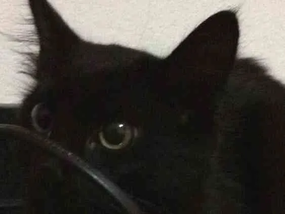 Gato ra a SRD idade 2 a 6 meses nome Fúria da Noite
