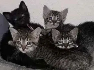 Gato raça Srd idade Abaixo de 2 meses nome Sem nome