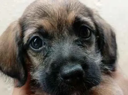 Cachorro ra a bace idade Abaixo de 2 meses nome sem nome