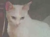 Gato raça Normal idade 1 ano nome Piziquinho