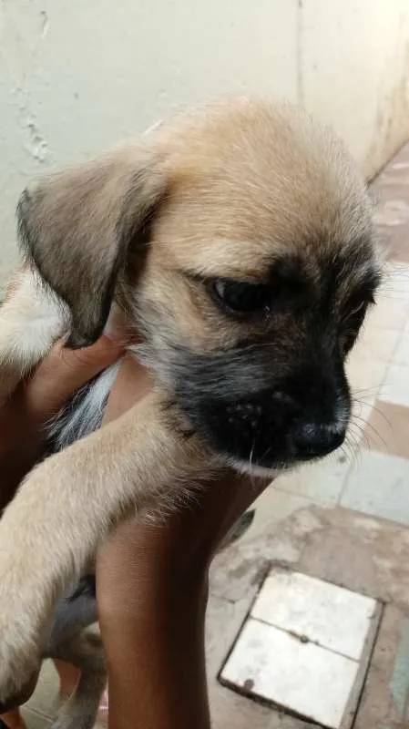 Cachorro ra a Basset idade Abaixo de 2 meses nome sem nome