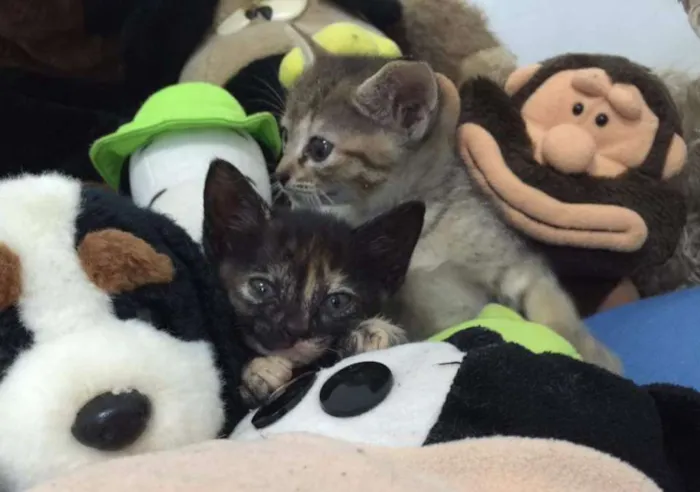 Gato ra a SRD idade Abaixo de 2 meses nome Sem nome