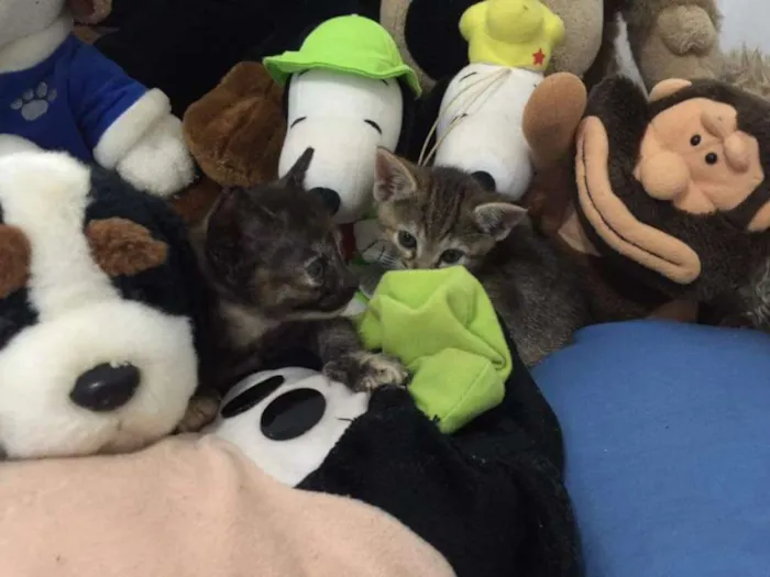 Gato ra a SRD idade Abaixo de 2 meses nome Sem nome