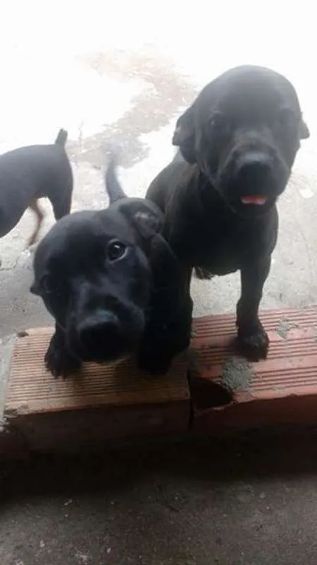 Cachorro ra a vira lata idade Abaixo de 2 meses nome sem nome