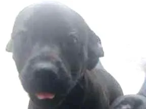 Cachorro raça vira lata idade Abaixo de 2 meses nome sem nome