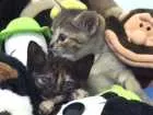 Gato raça SRD idade Abaixo de 2 meses nome Sem nome