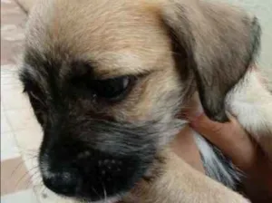 Cachorro raça Basset idade Abaixo de 2 meses nome sem nome