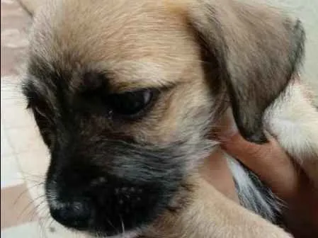 Cachorro ra a Basset idade Abaixo de 2 meses nome sem nome