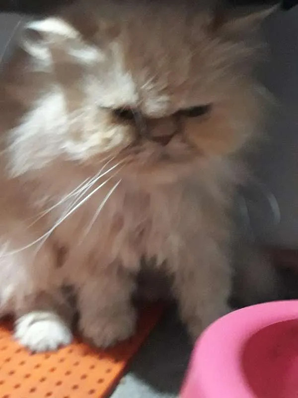 Gato ra a PERSA idade 6 ou mais anos nome MARGOTH