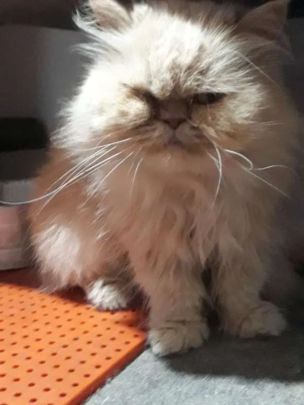 Gato ra a PERSA idade 6 ou mais anos nome MARGOTH
