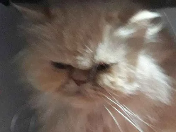 Gato ra a PERSA idade 6 ou mais anos nome MARGOTH