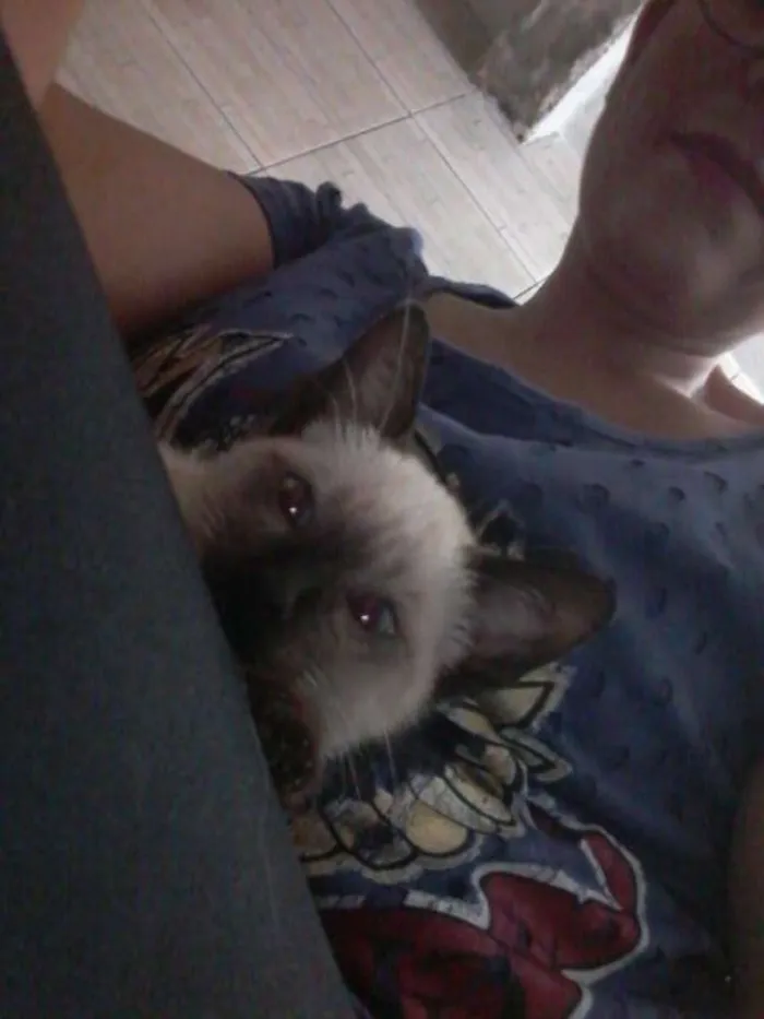 Gato ra a Siamês idade 2 a 6 meses nome Siamês