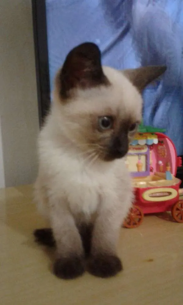 Gato ra a Siamês idade 2 a 6 meses nome Siamês