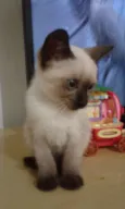 Siamês