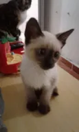 Siamês
