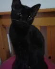Preta