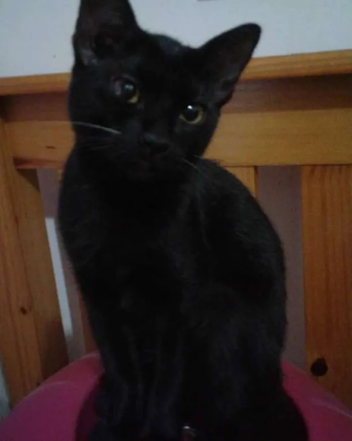 Gato ra a SRD idade 2 a 6 meses nome Preta