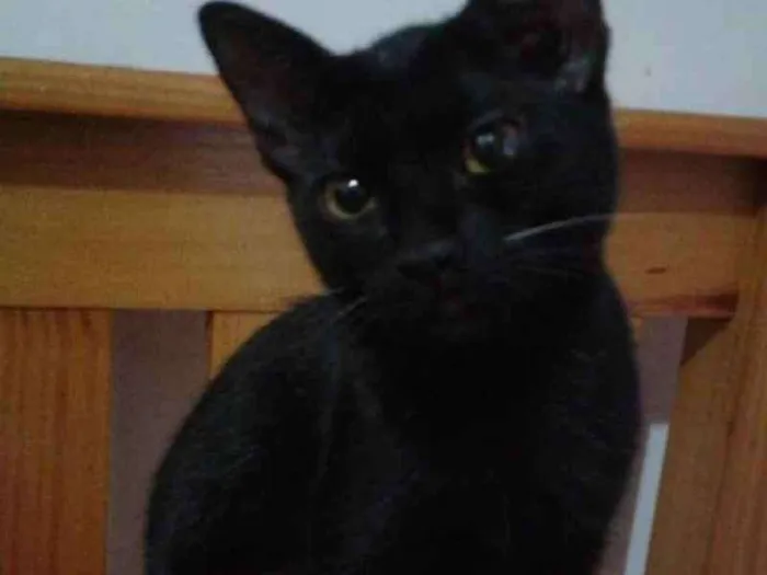 Gato ra a SRD idade 2 a 6 meses nome Preta