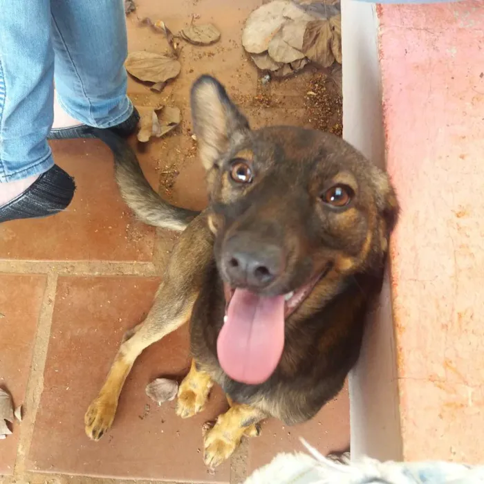 Cachorro raça Srd idade 1 ano nome Pirulita
