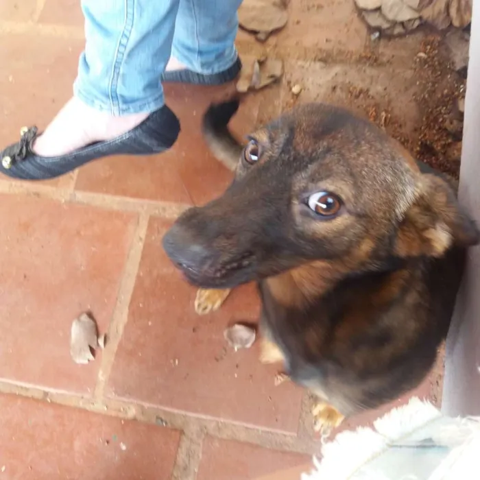 Cachorro raça Srd idade 1 ano nome Pirulita