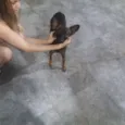 Pirulita
