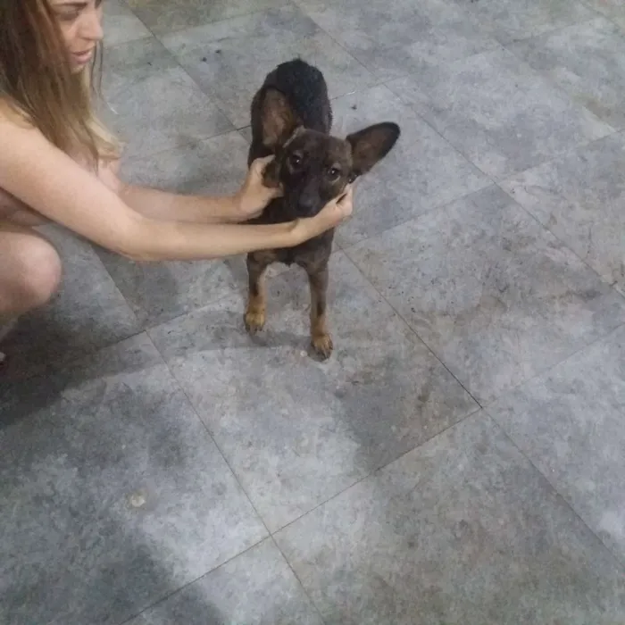 Cachorro raça Srd idade 1 ano nome Pirulita