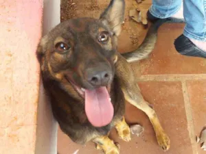 Cachorro raça Srd idade 1 ano nome Pirulita