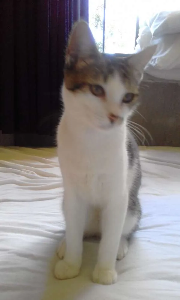 Gato ra a Não sei idade 2 a 6 meses nome Ariel