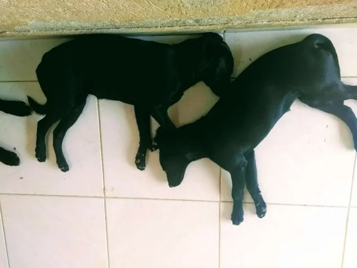 Cachorro ra a Labrador com vira lata idade 2 a 6 meses nome Sem nomes
