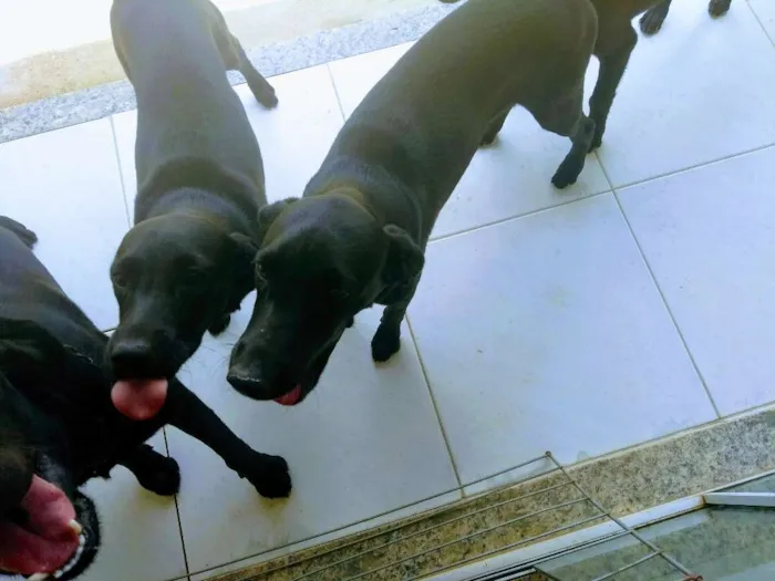 Cachorro ra a Labrador com vira lata idade 2 a 6 meses nome Sem nomes