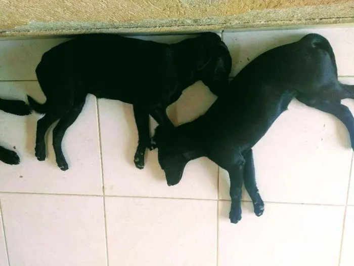 Cachorro ra a Labrador com vira lata idade 2 a 6 meses nome Sem nomes