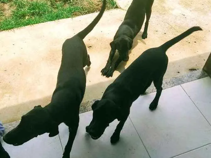 Cachorro ra a Labrador com vira lata idade 2 a 6 meses nome Sem nomes