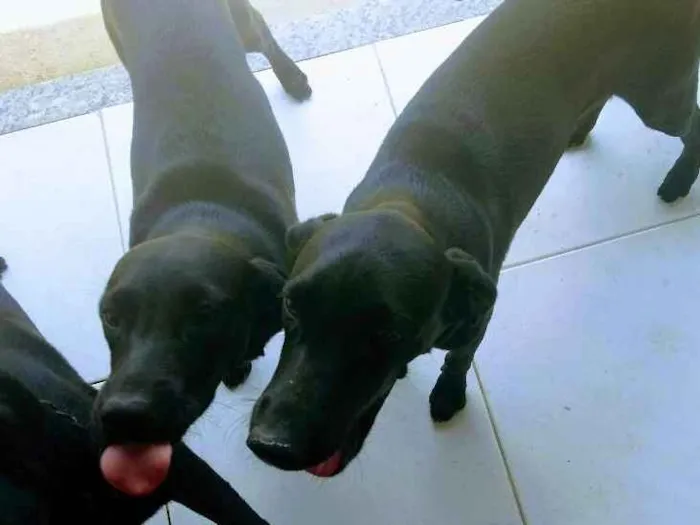 Cachorro ra a Labrador com vira lata idade 2 a 6 meses nome Sem nomes