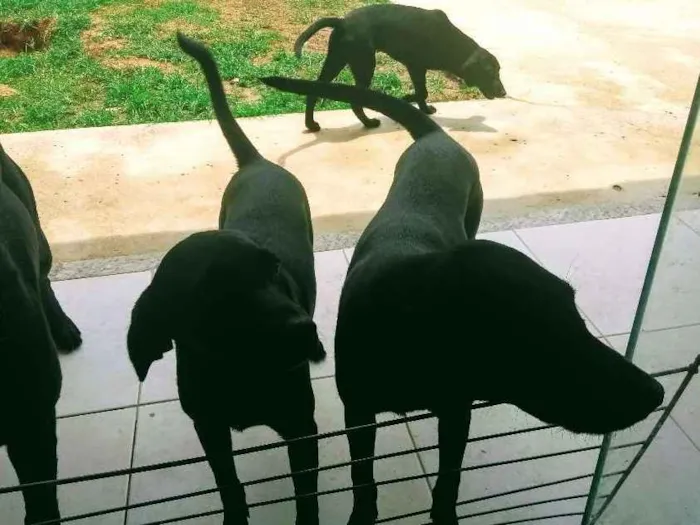 Cachorro ra a Labrador com vira lata idade 2 a 6 meses nome Sem nomes