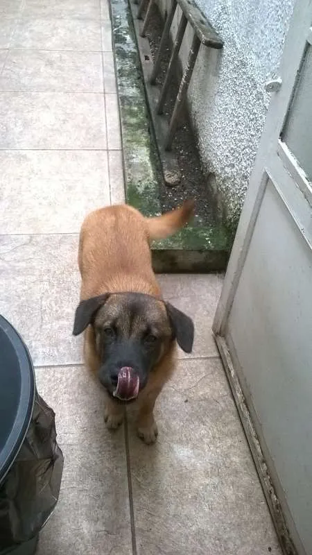 Cachorro ra a RSD idade 7 a 11 meses nome Lola