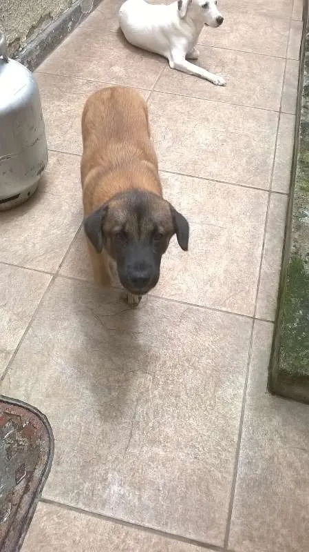 Cachorro ra a RSD idade 7 a 11 meses nome Lola