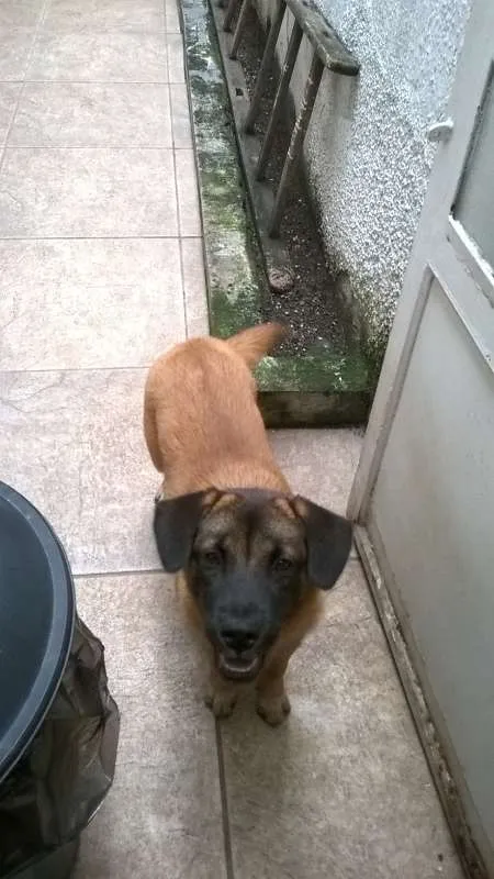 Cachorro ra a RSD idade 7 a 11 meses nome Lola