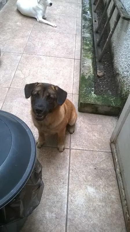 Cachorro ra a RSD idade 7 a 11 meses nome Lola