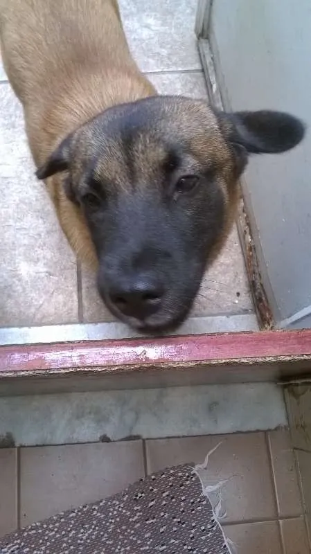 Cachorro ra a RSD idade 7 a 11 meses nome Lola