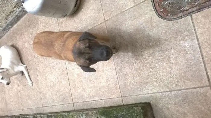 Cachorro ra a RSD idade 7 a 11 meses nome Lola