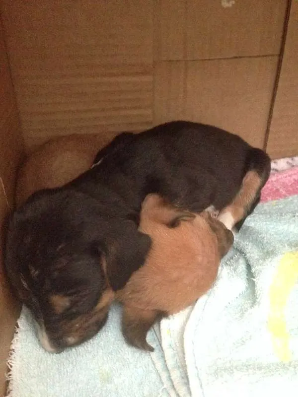 Cachorro ra a  idade Abaixo de 2 meses nome Sem nome