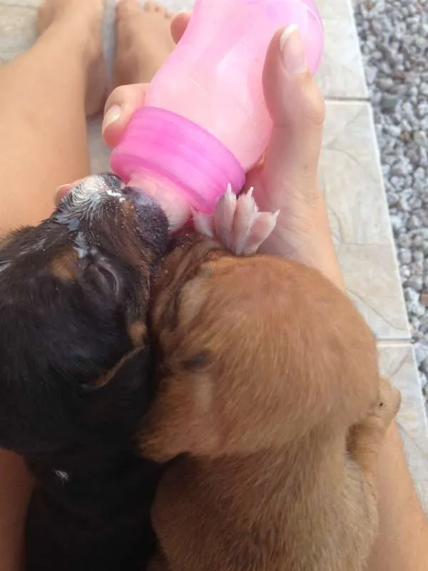 Cachorro ra a  idade Abaixo de 2 meses nome Sem nome